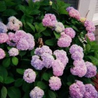 Photo Thumbnail #2: Hydrangeas by our front door.