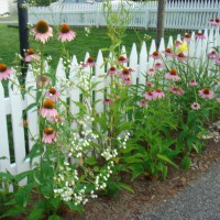 Photo Thumbnail #8: Purple cone flowers by our white picket fence.