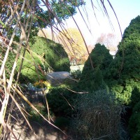 Photo Thumbnail #1: My  Japanese Garden