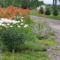 Photo Thumbnail #2: old fashioned daylilies and daisies along driveway