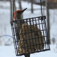 Photo Thumbnail #9: Woodpecker