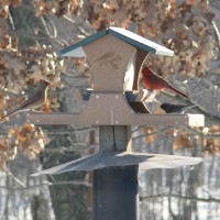 Photo Thumbnail #5: Female and Male Cardinal