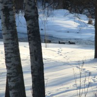 Photo Thumbnail #3: Ducks: Mallards, Wood Ducks