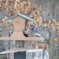 Photo Thumbnail #8: Bluejay, notice the squirrel and racoon baffle....