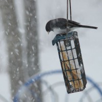 Photo Thumbnail #2: Junco, we call them Snowbirds. They migrate as...