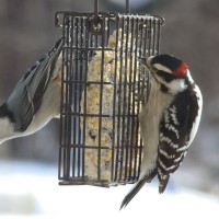 Photo Thumbnail #1: Nuthatch and Downy Woodpecker   Come and visit...