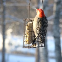 Photo Thumbnail #11: Woodpecker