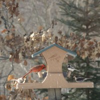 Photo Thumbnail #4: Male Cardinal, Chickadee, Junco, Sparrow