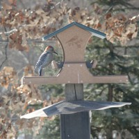 Photo Thumbnail #10: Woodpecker