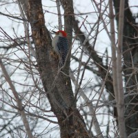 Photo Thumbnail #7: Woodpecker