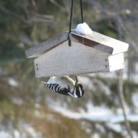 Photo Thumbnail #6: This is a new suet feeder, the suet is on the...