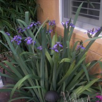 Photo Thumbnail #17: My Purple Walking Iris;  Sometimes it has 60...