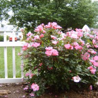 Photo Thumbnail #3: This is a Knock Out rose. While not having a...