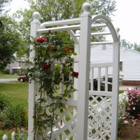 Photo Thumbnail #1: Don Juan climbing rose was only planted 2 years...