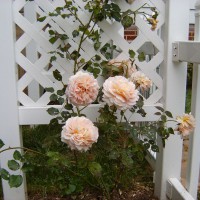 Photo Thumbnail #2: David Austin is an English rose grower. His...