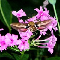 Photo Thumbnail #10: Hummingbird moth, closeup