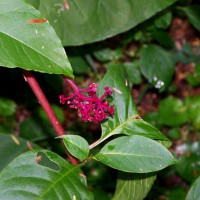 Photo Thumbnail #6: Colorful Pokeweed