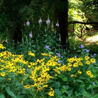 Photo Thumbnail #2: Colorful corner - black-eyed susans, ageratum,...