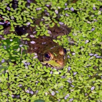 Photo Thumbnail #27: Frog with pondweed