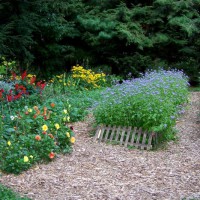 Photo Thumbnail #1: Mulch paths with ageratum