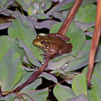 Photo Thumbnail #19: Frog on water lettuce