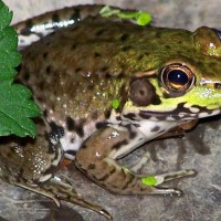 Photo Thumbnail #28: Frog on a rock with pondweed