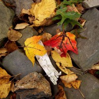 Photo Thumbnail #22: Bird pond rocks and autumn leaves, October 2009