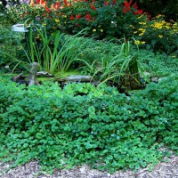 Photo Thumbnail #7: Late summer pond and garden