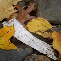 Photo Thumbnail #5: Autumn leaves