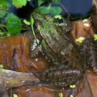 Photo Thumbnail #26: Froggie on the little dock