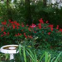 Photo Thumbnail #13: Salvias in early October