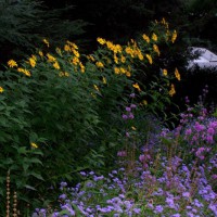 Photo Thumbnail #14: Side yard looking south, with wild sunflowers,...