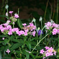 Photo Thumbnail #8: Hummingbird Moth in Phlox