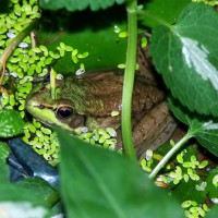 Photo Thumbnail #9: Frog with pondweed and lamium