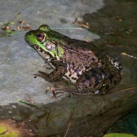Photo Thumbnail #20: One of our frogs, late summer 2009