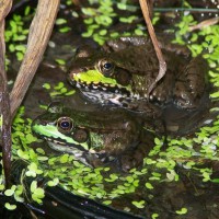 Photo Thumbnail #21: Two frogs in a pot