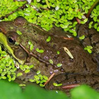 Photo Thumbnail #25: Frog in pondweed