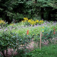 Photo Thumbnail #3: Garden from cat corral, with honeysuckle on the...