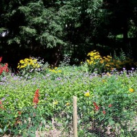 Photo Thumbnail #16: Sunny yard from kitchen door