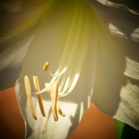 Photo Thumbnail #13: Spring 2009