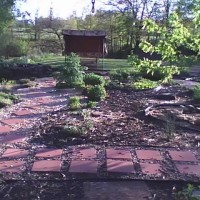 Photo Thumbnail #3: Spring 2009,I have periwinkle,creeping phlox...