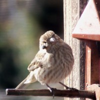 Photo Thumbnail #7: One of our visting birds..poor thing has a tick...