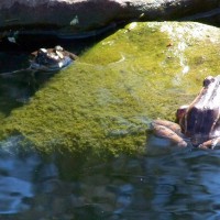 Photo Thumbnail #9: We have a few frogs who live in our pond year...