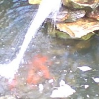 Photo Thumbnail #4: Goldfish Spring 2009