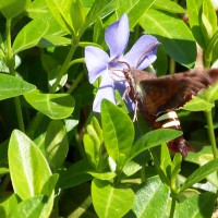 Photo Thumbnail #15: Spring Moth on Periwinkles.