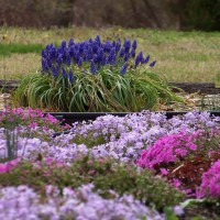 Photo Thumbnail #11: Spring 2009