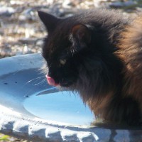 Photo Thumbnail #5: Our birdbath is not restricted only to...