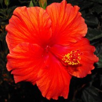 Photo Thumbnail #22: HIBISCUS AT NIGHT