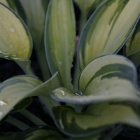 Photo Thumbnail #8: HOSTA 