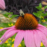 Photo Thumbnail #5: PURPLE CONE FLOWERS & LANTANA 